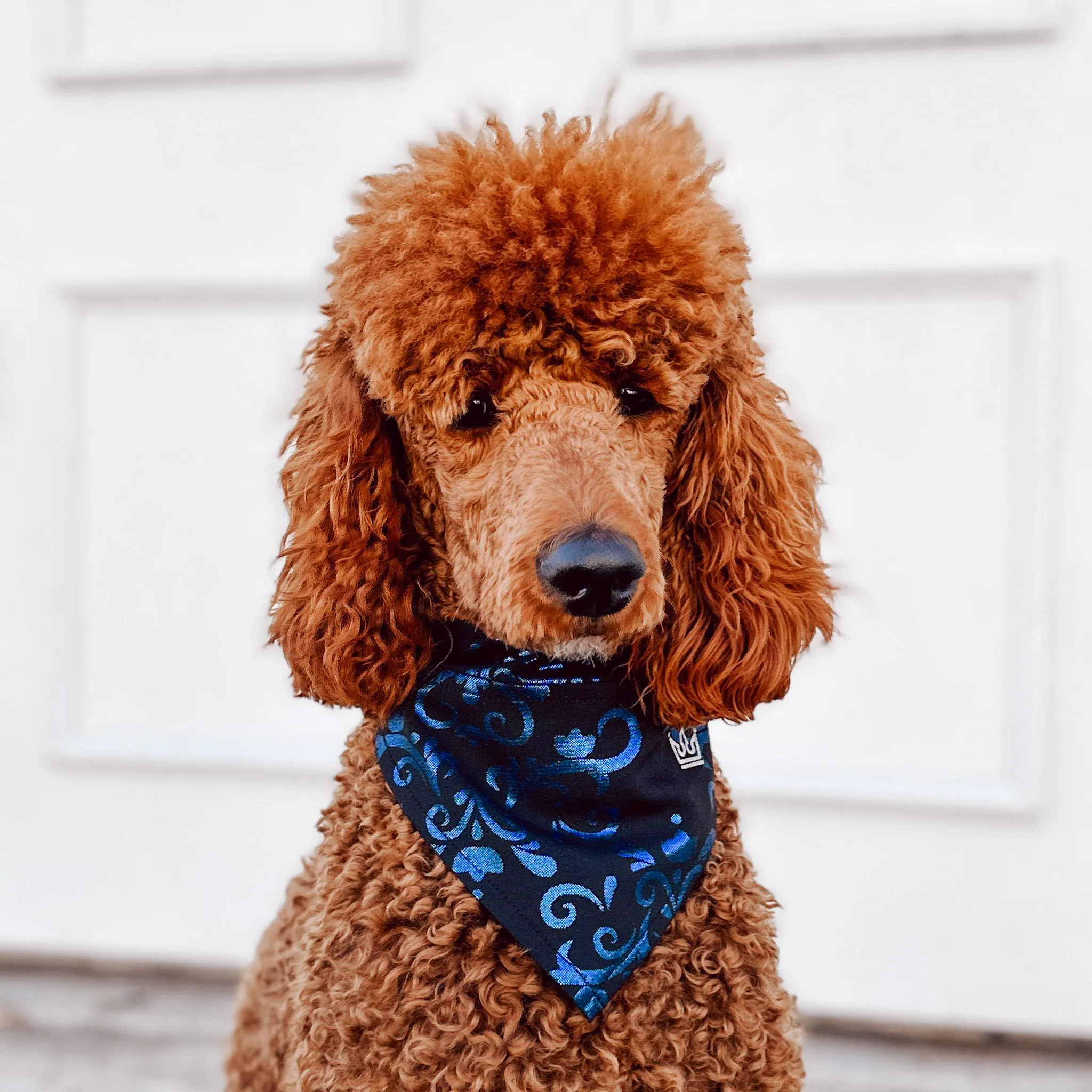 Snow Sister Pet Bandana